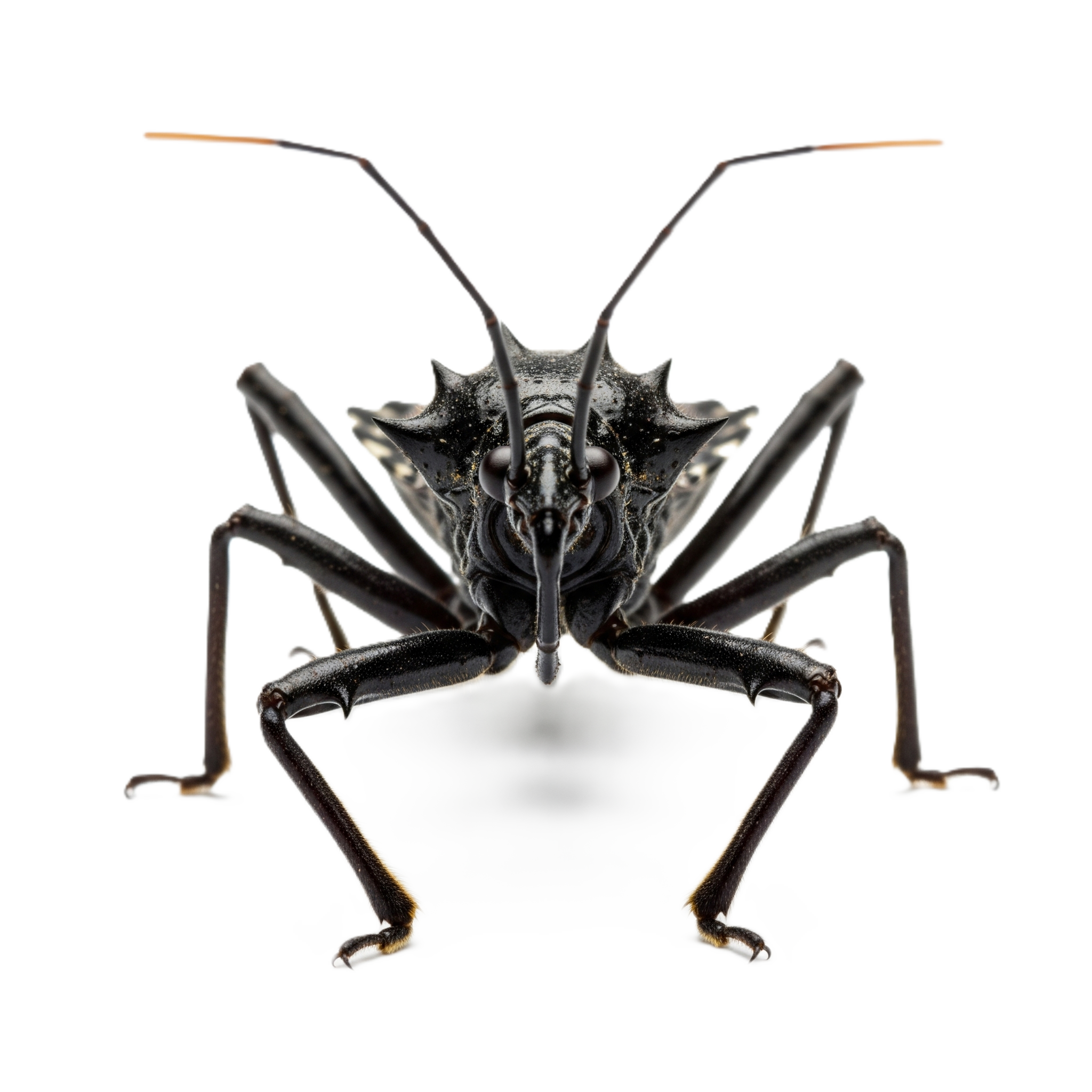 Assassin Bug