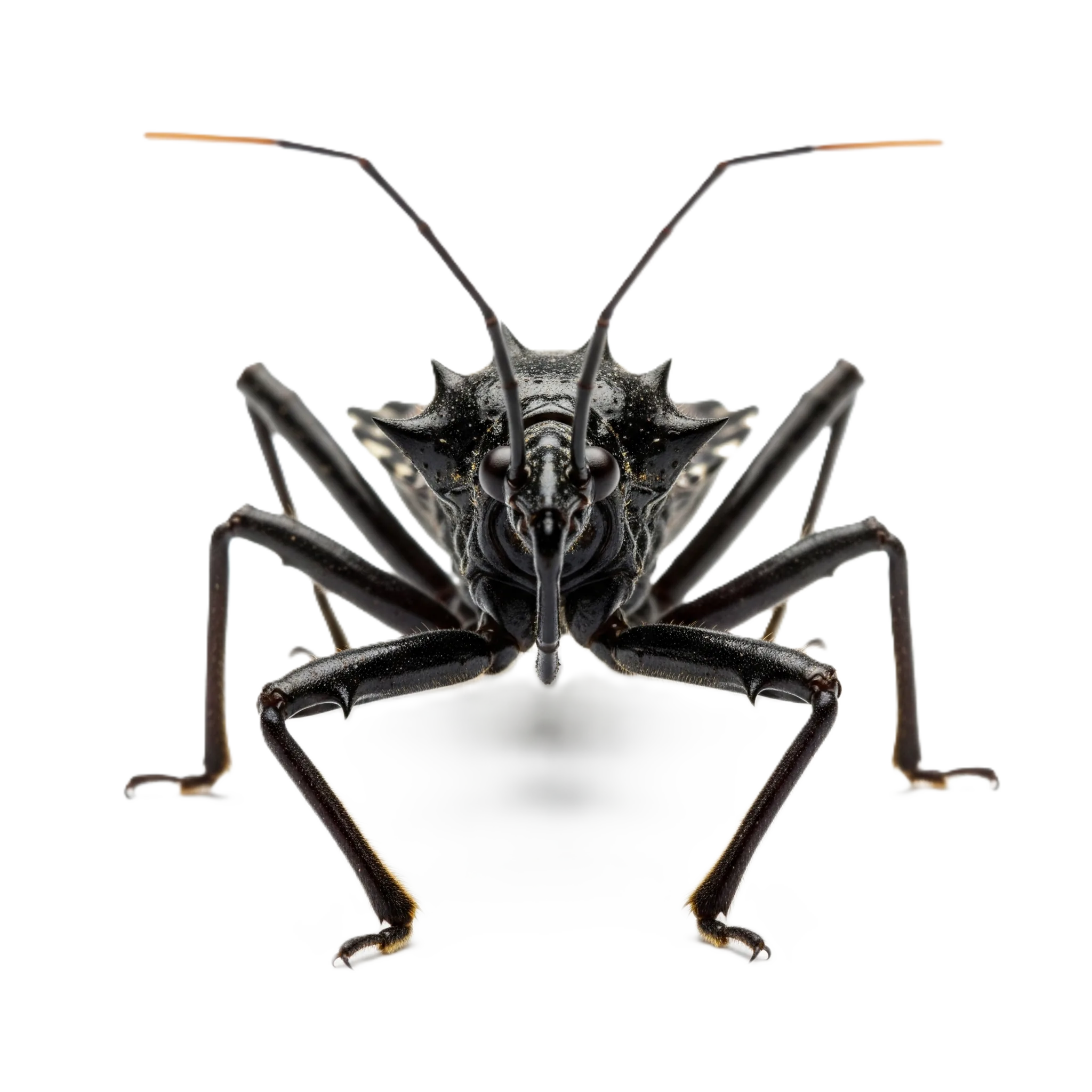 Assassin Bug